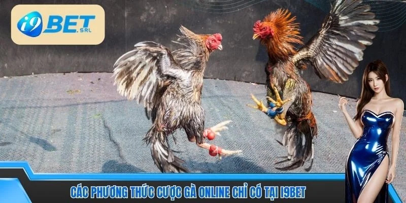 Các phương thức cược gà online chỉ có tại I9BET