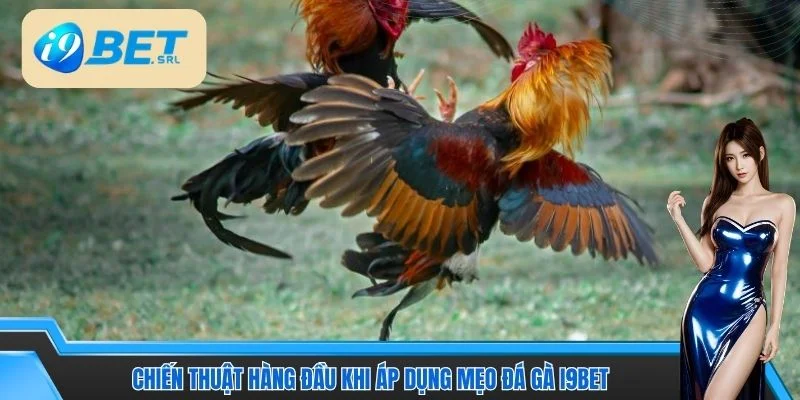 Chiến thuật hàng đầu khi áp dụng mẹo đá gà I9BET