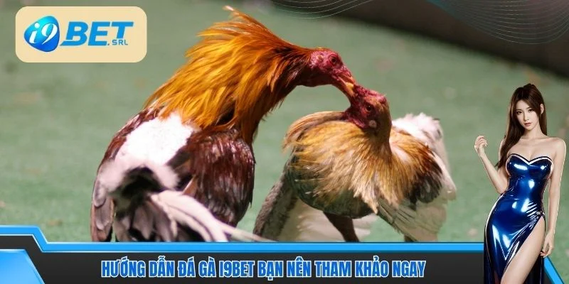 Hướng dẫn đá gà I9BET bạn nên tham khảo ngay